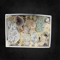 12 Pack - Large Specimen Pack