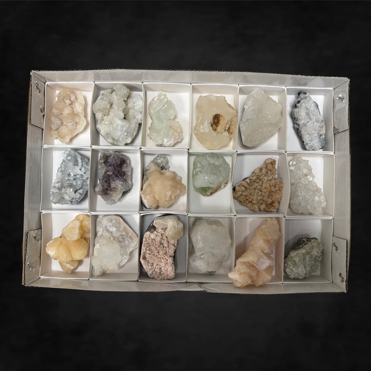 18 Pack - Large Specimen Pack