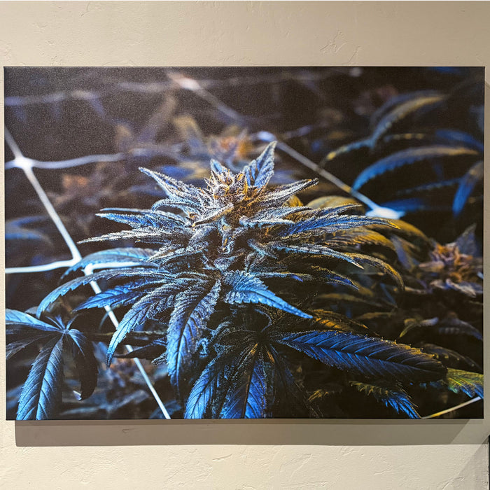"Blueberry Muffins" Canvas Print