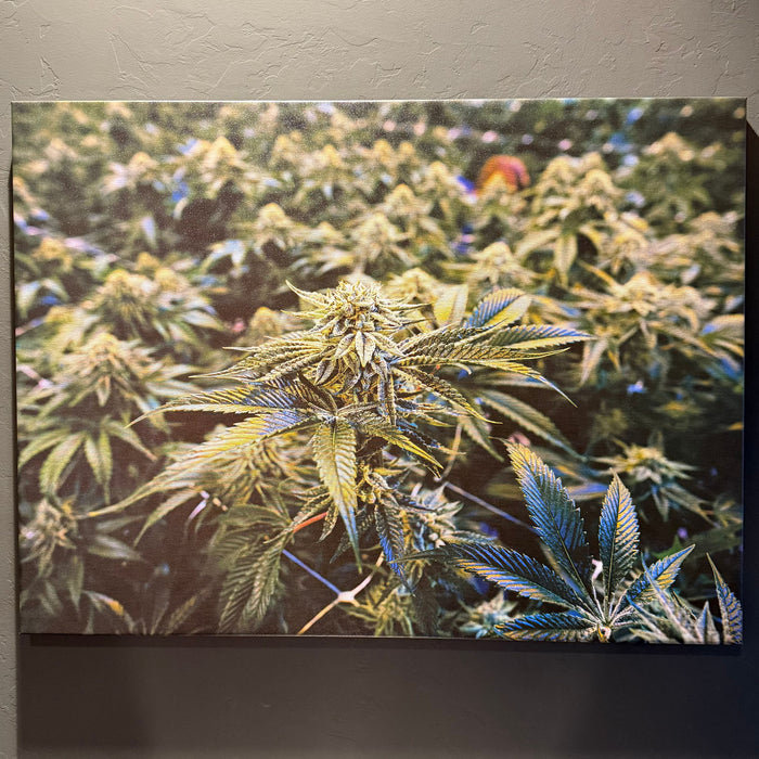 "Flowering Plant" Canvas Print