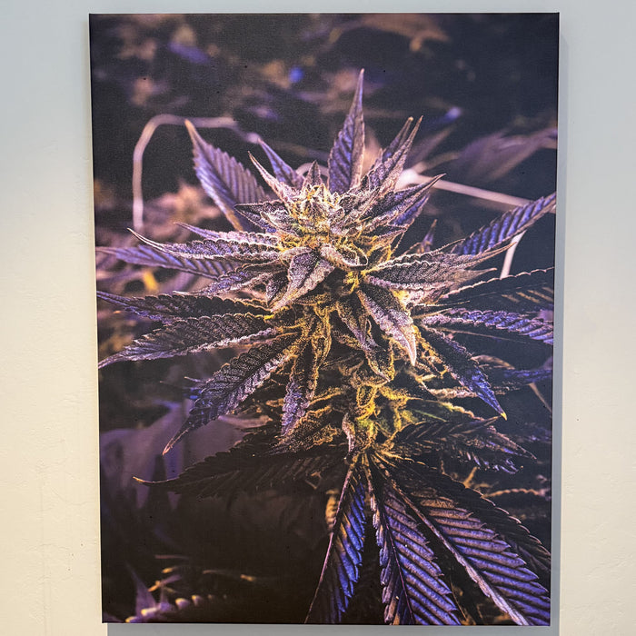 "Truffaloha" Canvas Print